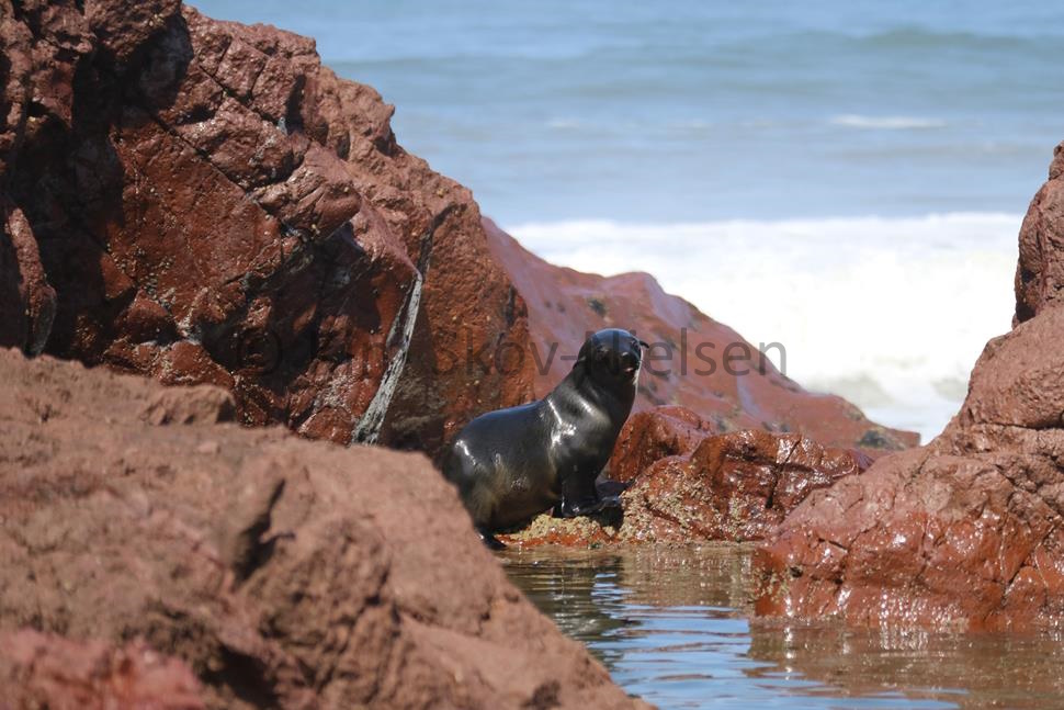 Seal pup at Rocky Point Seal pup at Rocky Point